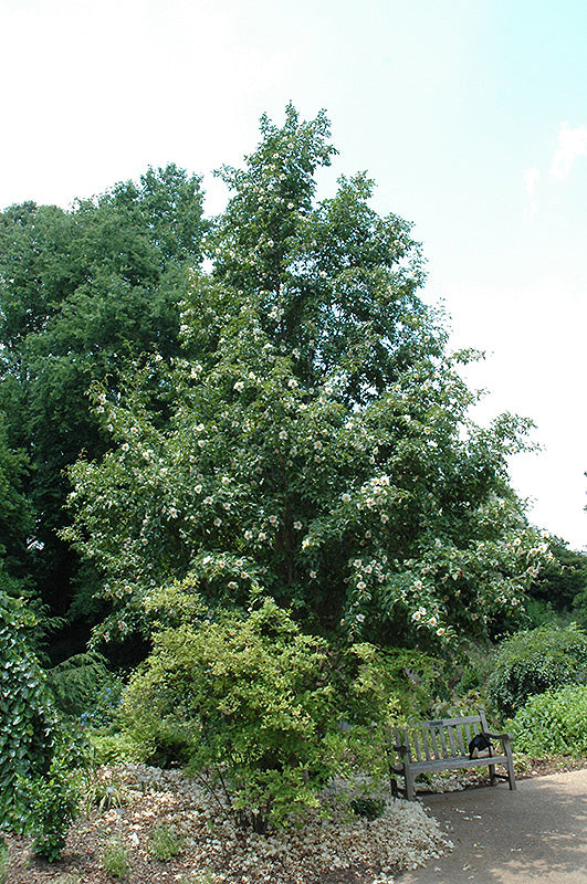 Japanese Stewartia
