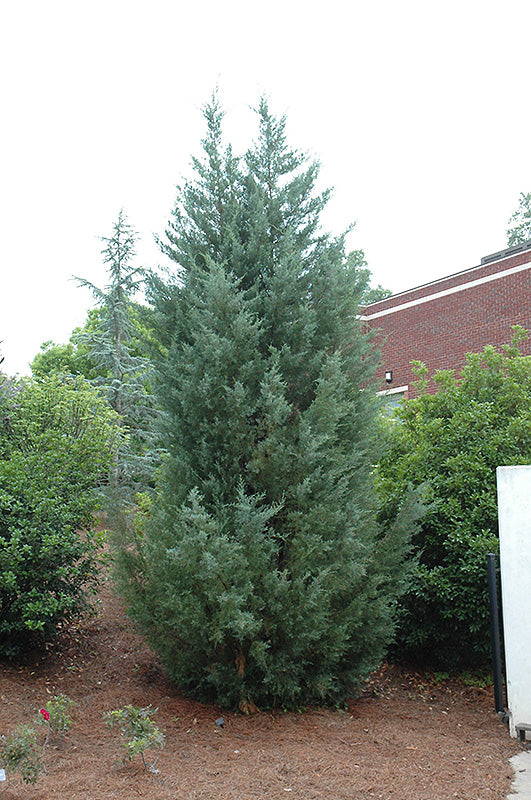 Burk's-Redcedar