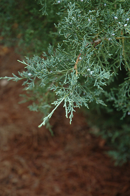Burk's Juniper