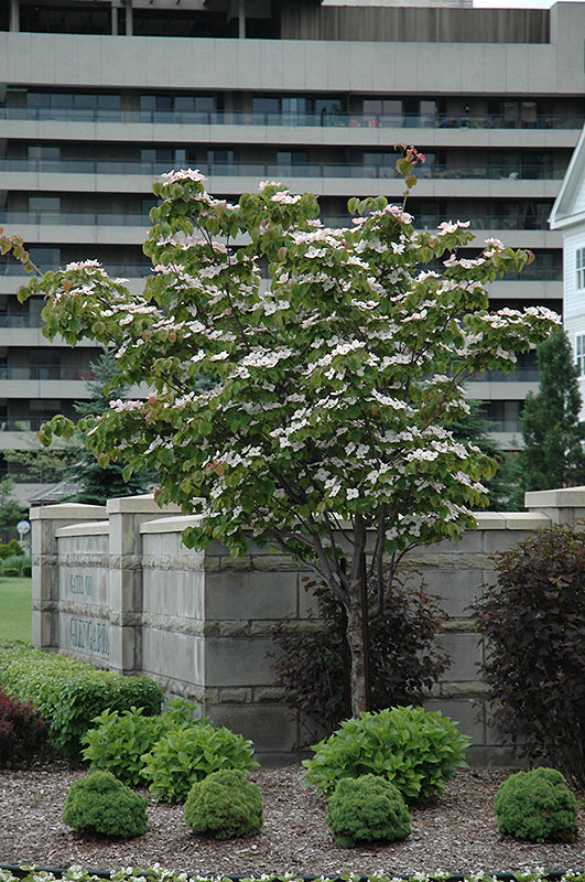 Flowering-Dogwood