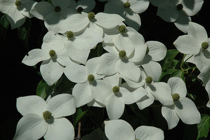 Appalachian Snow Flowering Dogwood