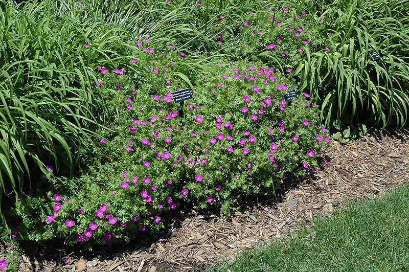 New-Hampshire-Purple-Cranesbill-2