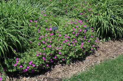 New-Hampshire-Purple-Cranesbill-2