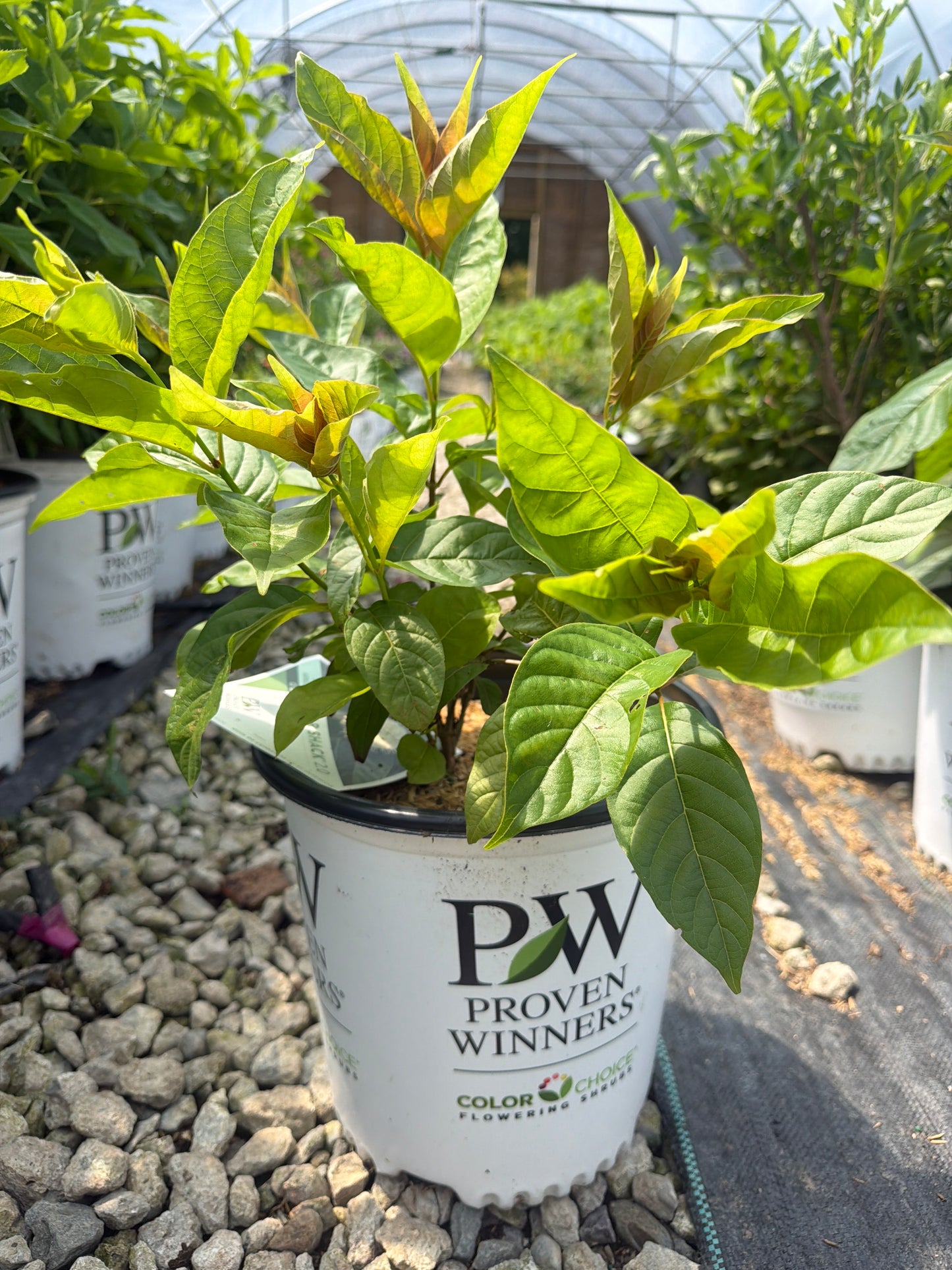 Sugar Shack® 2.0 Buttonbush