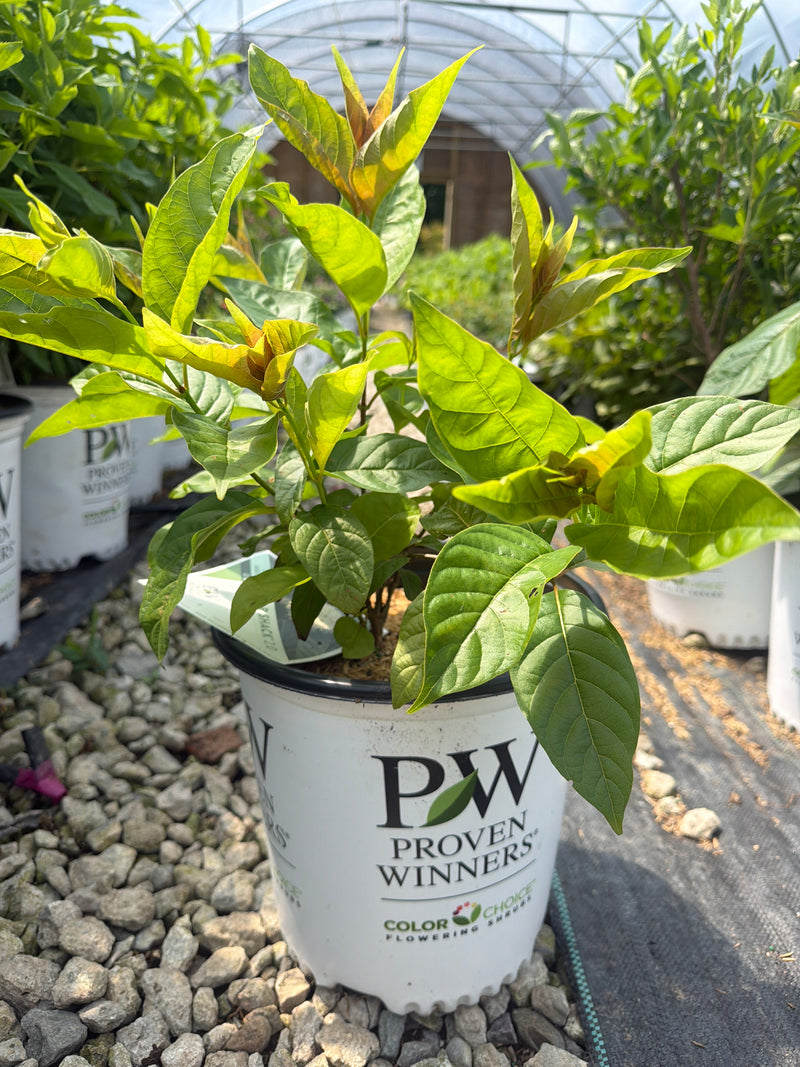 Sugar Shack® 2.0 Buttonbush