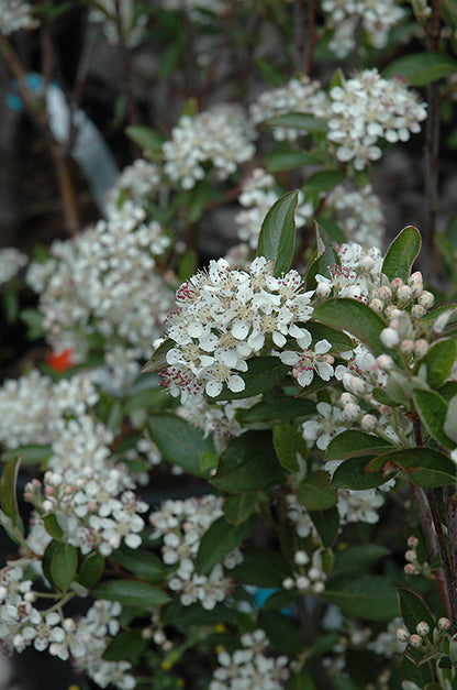 Brilliantissima Red Chokeberry