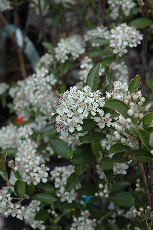 Berry Scape® Red Aronia