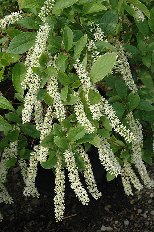 Little Henry® Virginia Sweetspire