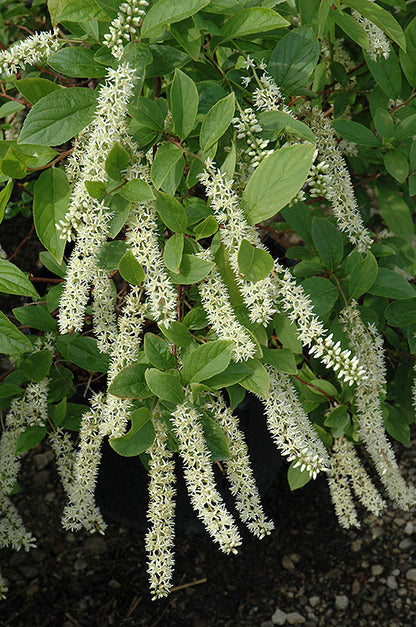 Little Henry® Virginia Sweetspire
