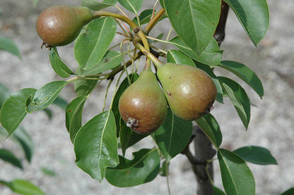 Moonglow Pear Tree