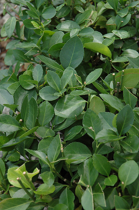 Manhattan-Spreading-Euonymus