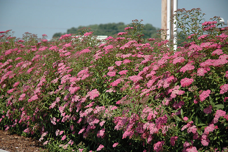 Anthony-Waterer-Spirea
