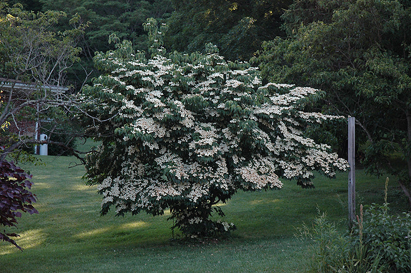 Milky Way Chinese Dogwood