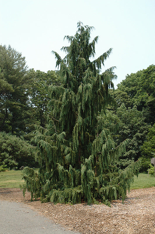 Blue-Weeping-Nootka-Cypress