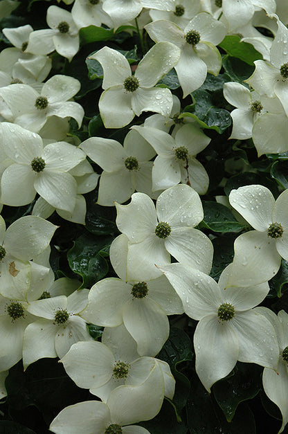 Kousa Dogwood