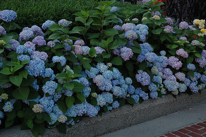 Nikko Blue Hydrangea