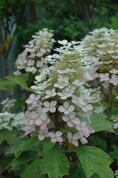 Alice-Hydrangea