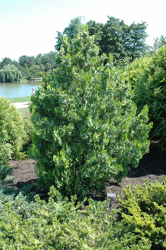 Elegantissima-Arborvitae