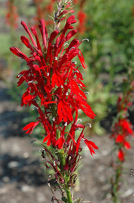 Cardinal-Flower