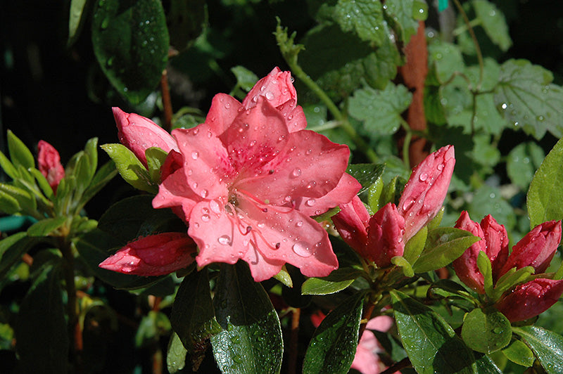 Girard's-Renee-Michelle-Azalea