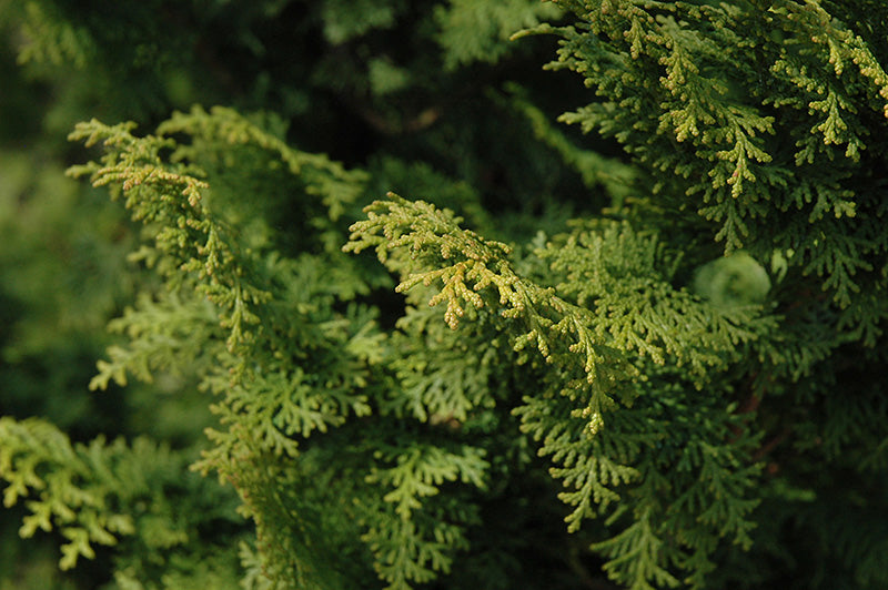 Graciosa Hinoki Falsecypress