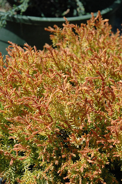 Fire Chief&trade; Arborvitae