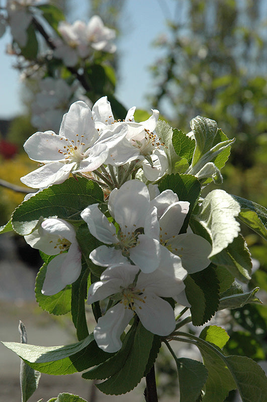 Cortland Apple Tree