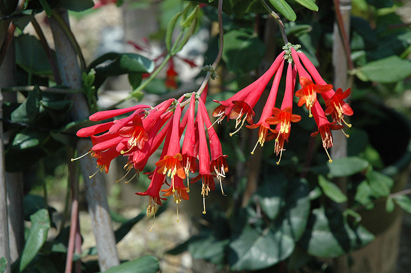 Major-Wheeler-Coral-Honeysuckle