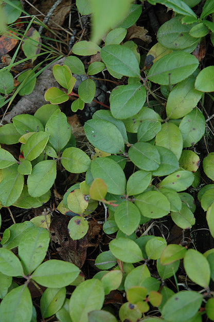Creeping Wintergreen