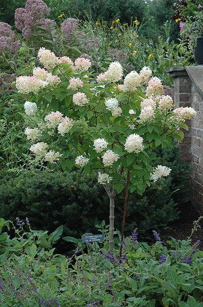 Limelight-Hydrangea-(tree-form)