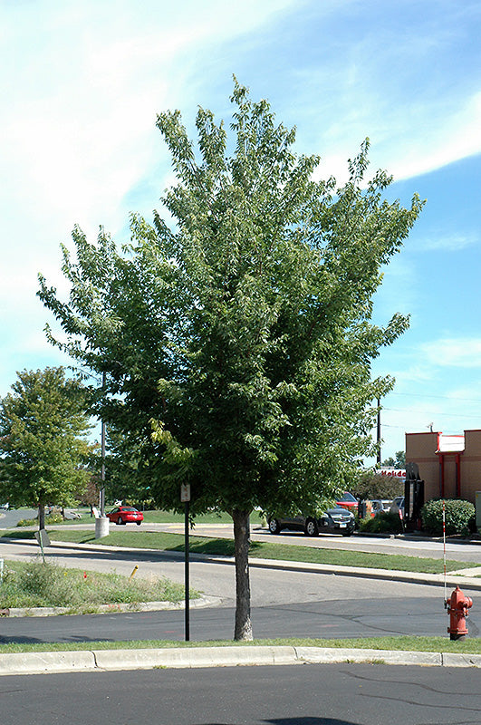 Common-Hackberry