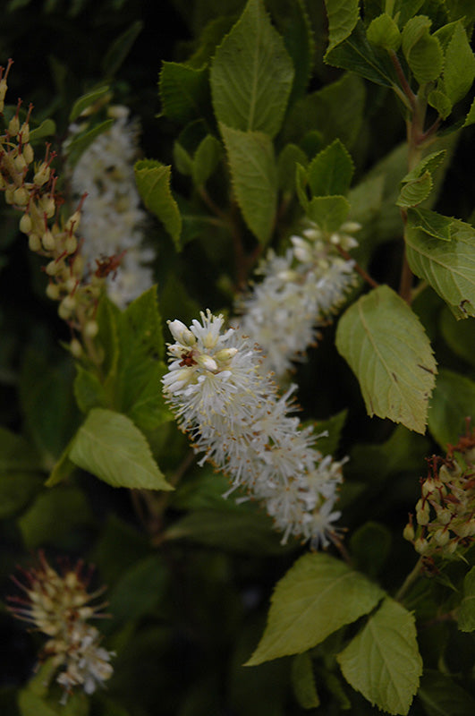 Sugartina® Crystalina Clethra