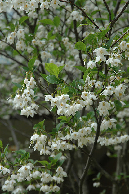 Japanese Snowbell