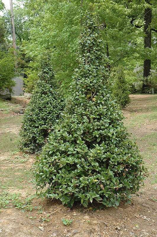 Castle-Spire®-Meserve-Holly