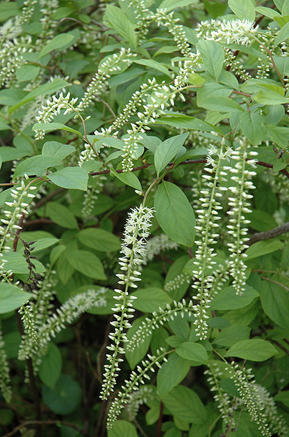 Henry's-Garnet-Virginia-Sweetspire