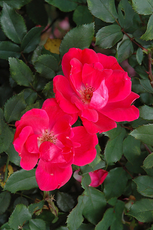 Red-Knock-Out®-Rose