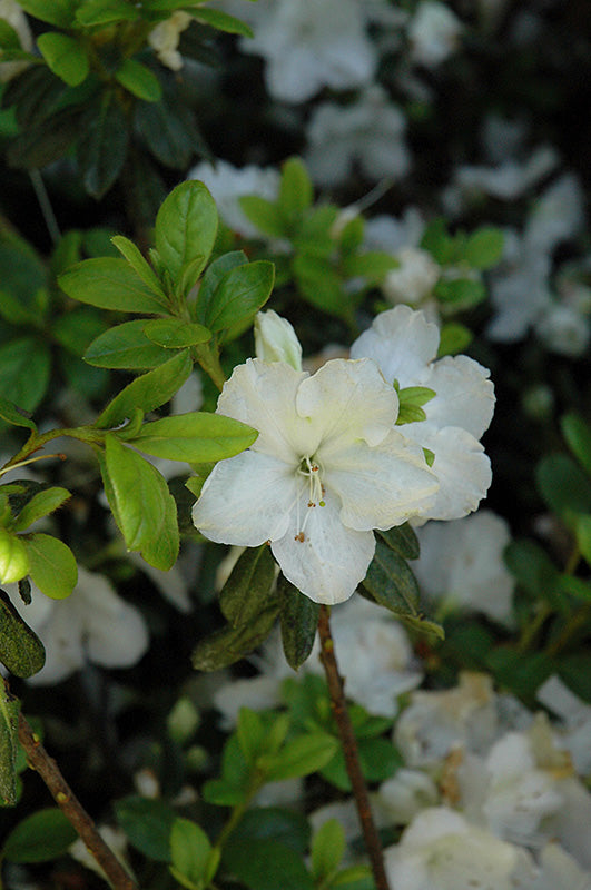 Pleasant-White-Azalea