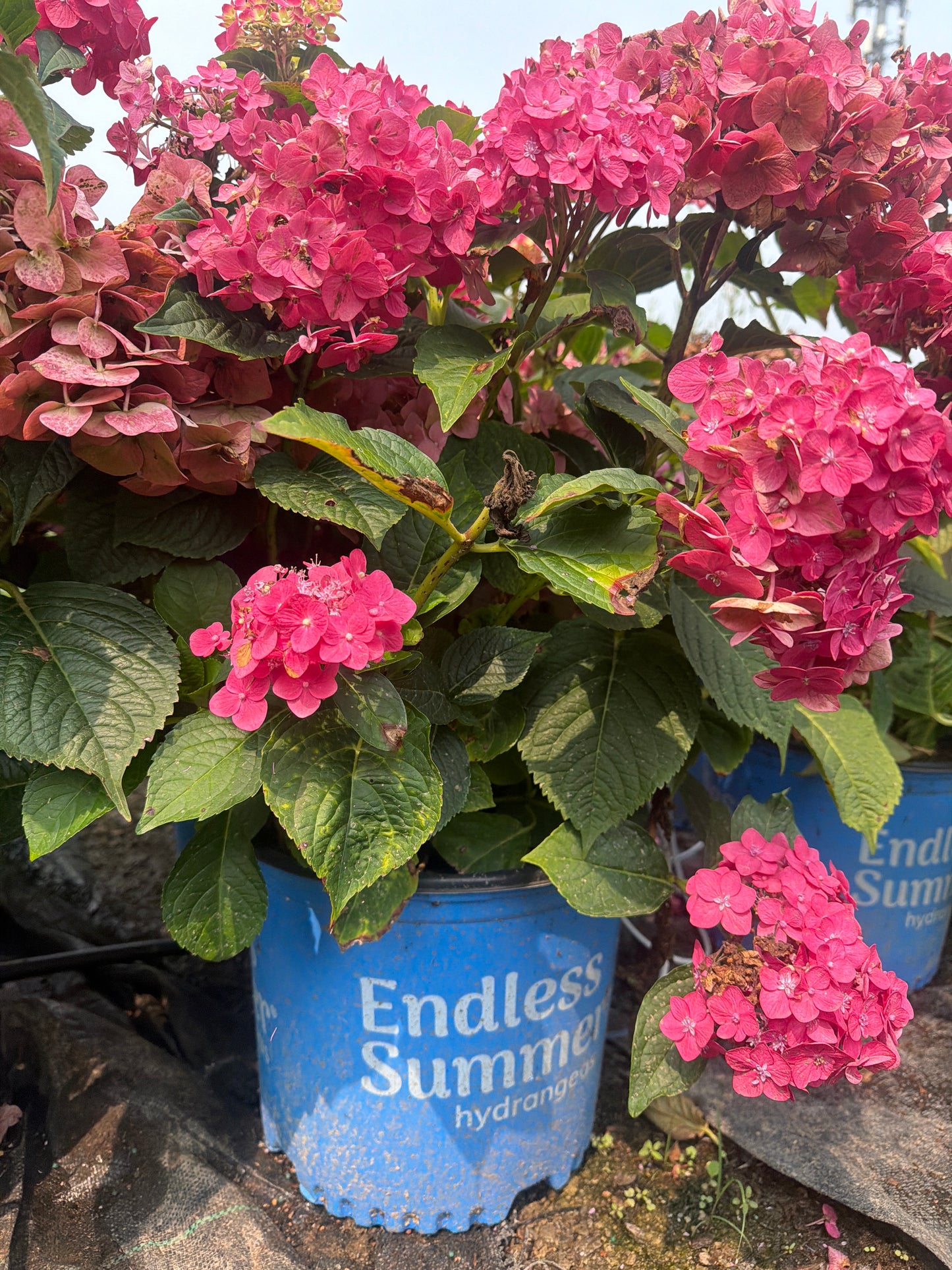 Summer Crush Hydrangea