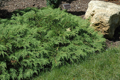 Russian-Cypress