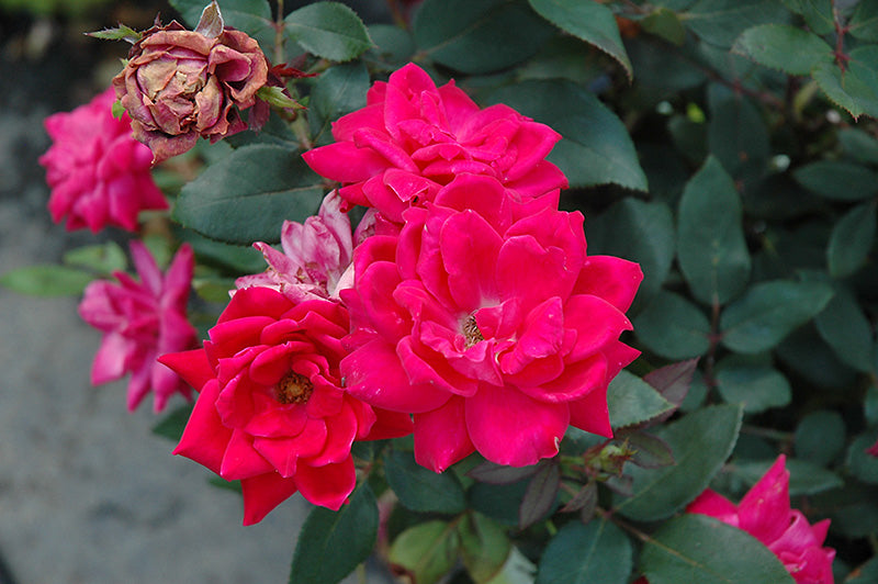 Knock-Out®-Double-Red-Rose