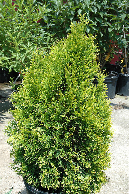 Highlights®-Arborvitae