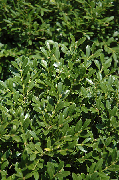 Franklin's Gem Boxwood