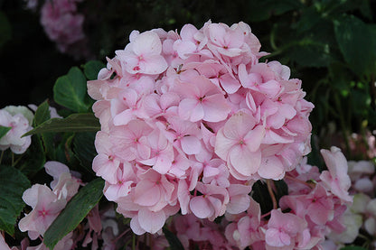All Summer Beauty Hydrangea