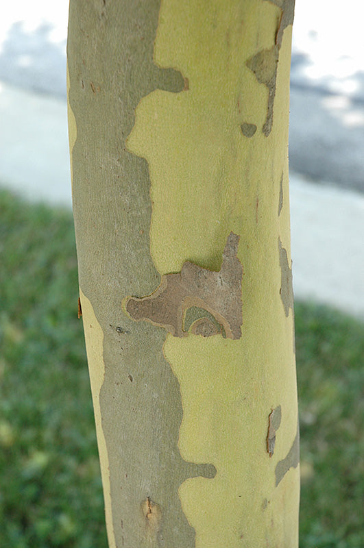 Bloodgood London Planetree