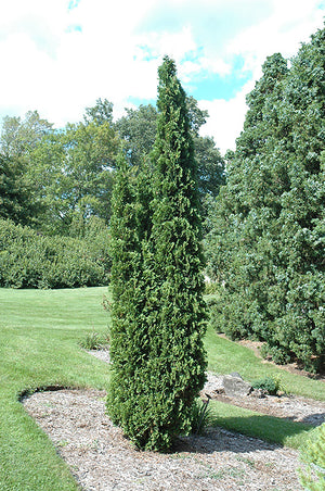 Degroot's-Spire-Arborvitae