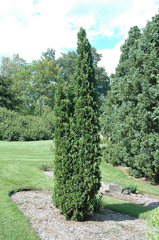 Degroot's-Spire-Arborvitae