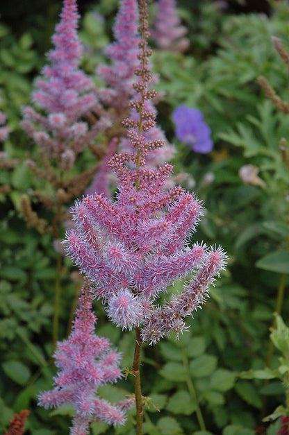 Purple-Candles-Astilbe