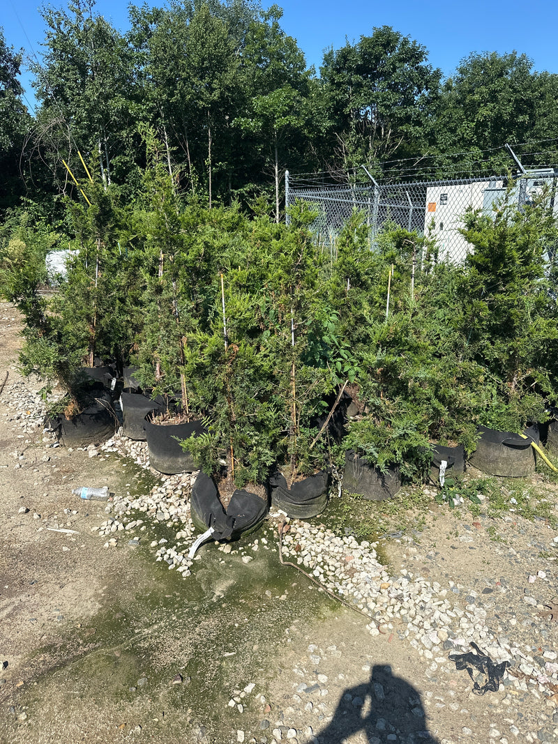 Emerald Sentinel Juniper (park Grade)