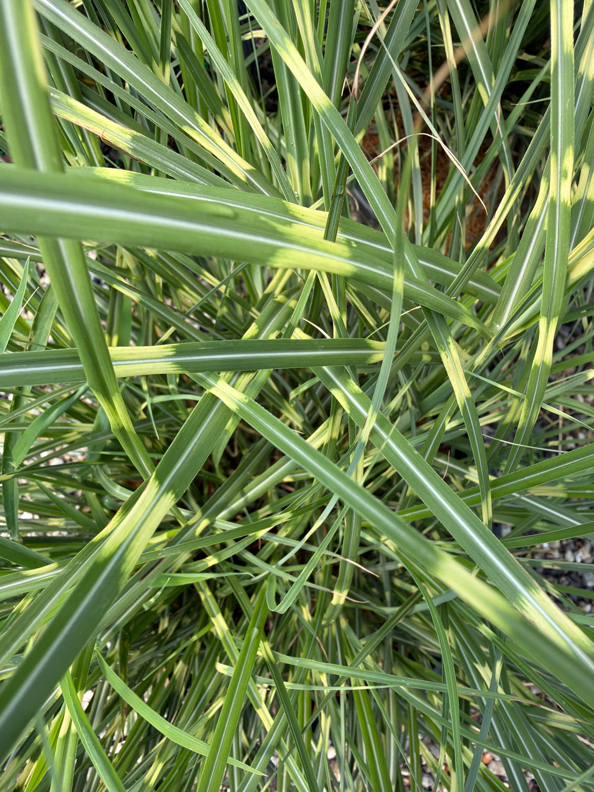 Zebra Grass (#3)