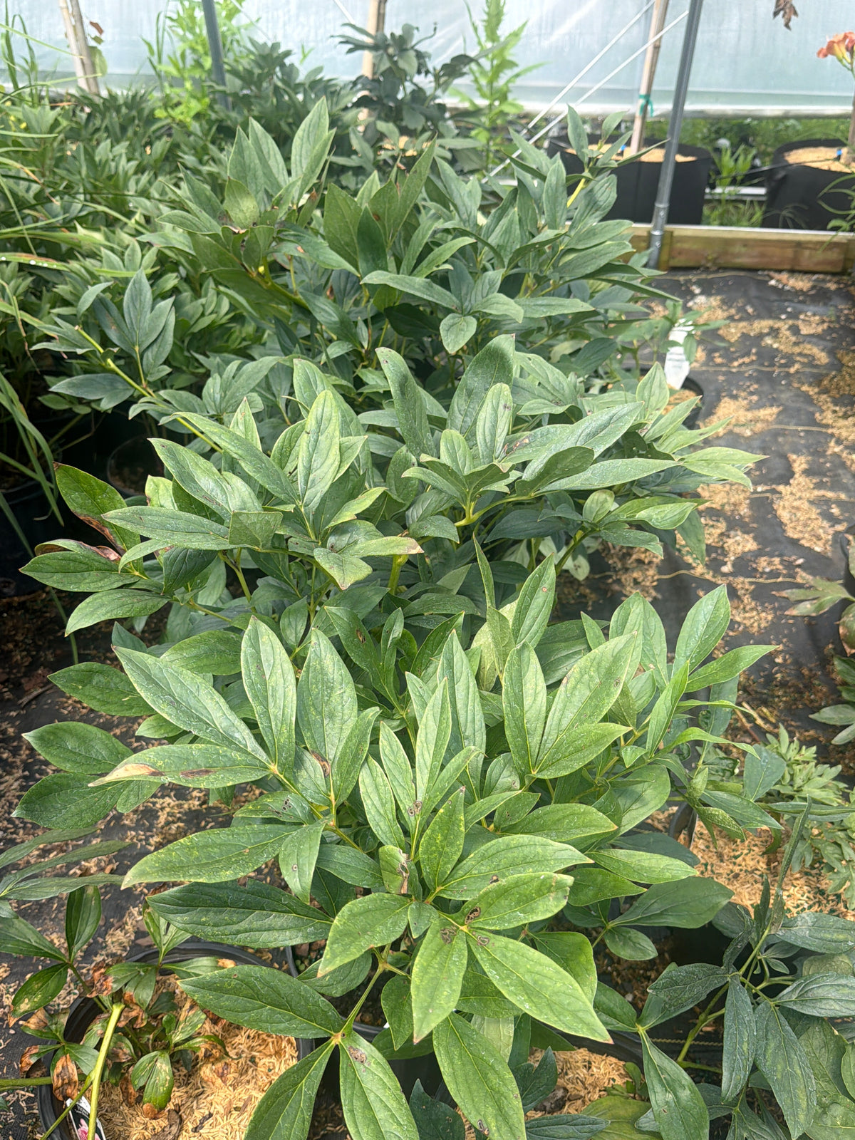 Sarah Bernhardt Peony (#2)